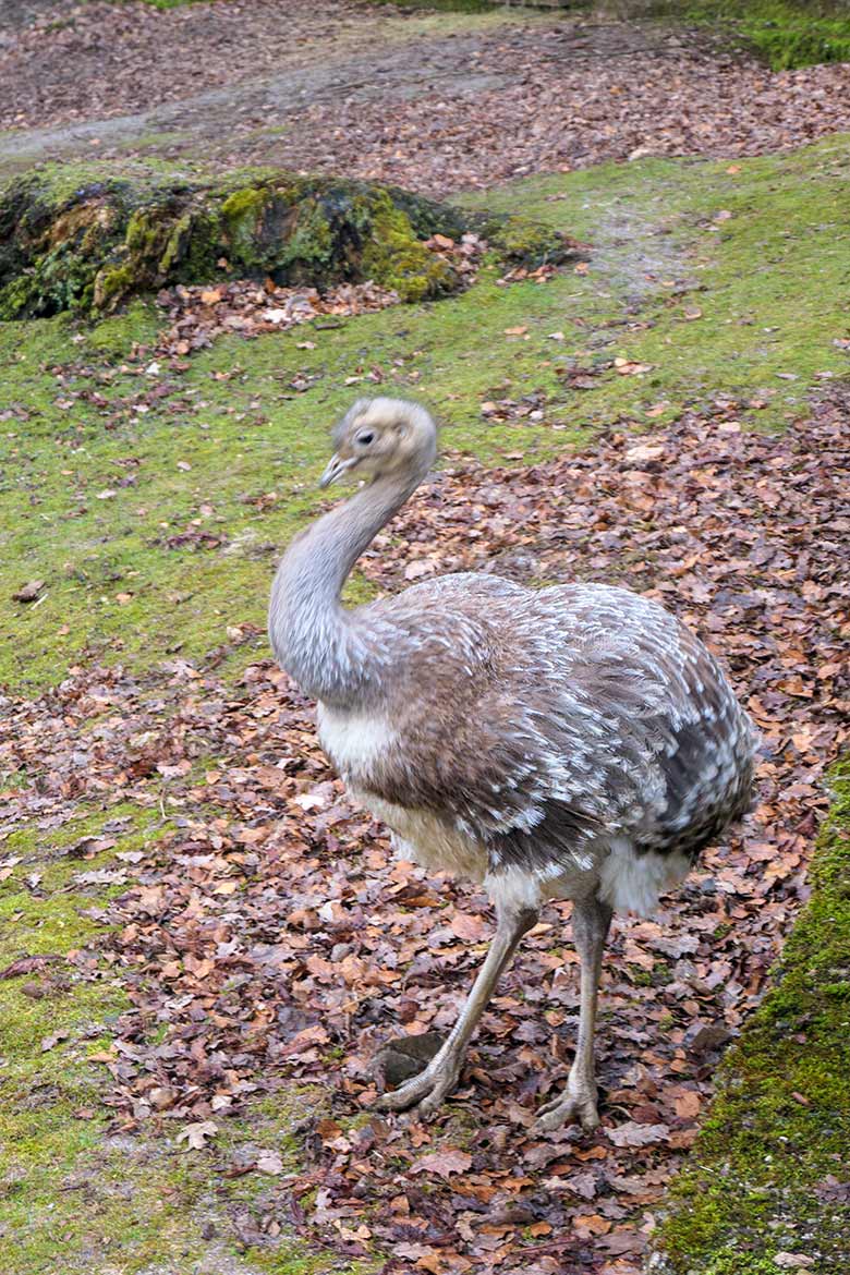 Männlicher Darwin-Nandu am 8. März 2021 auf der Patagonien-Anlage im Zoologischen Garten Wuppertal