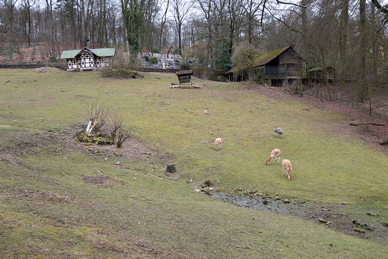 Männlicher Darwin-Nandu am 22. März 2021 auf der Patagonien-Anlage im Zoologischen Garten der Stadt Wuppertal