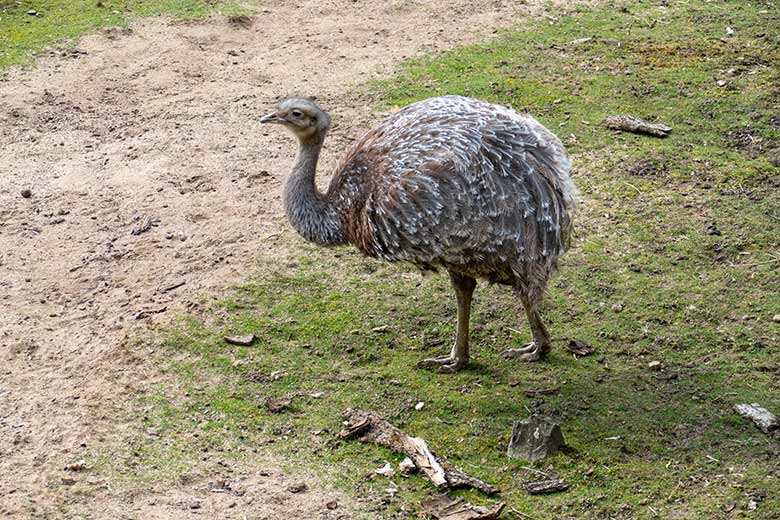 Männlicher Darwin-Nandu am 26. März 2021 auf der Patagonien-Anlage im Grünen Zoo Wuppertal