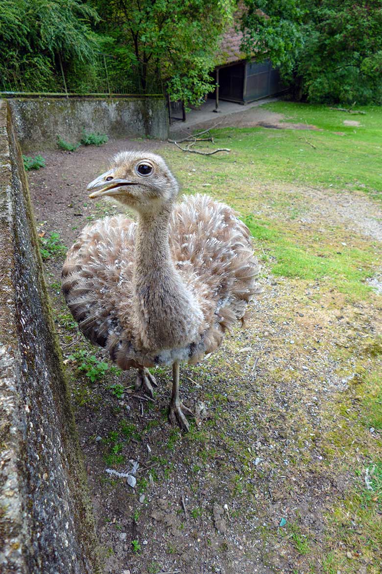 Darwin-Nandu-Hahn am 25. Juli 2022 auf der Patagonien-Anlage im Grünen Zoo Wuppertal