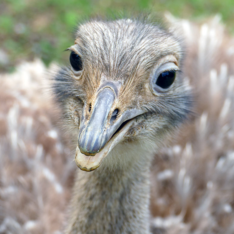 Darwin-Nandu-Hahn am 25. Juli 2022 auf der Patagonien-Anlage im Zoologischen Garten der Stadt Wuppertal