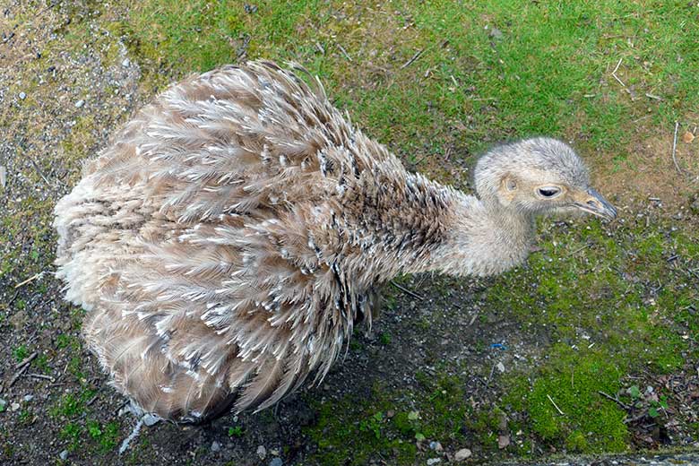 Darwin-Nandu-Hahn am 25. Juli 2022 auf der Patagonien-Anlage im Zoo Wuppertal