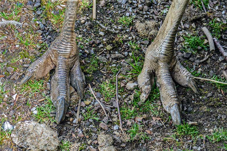 Füße des Darwin-Nandu-Hahns am 25. Juli 2022 auf der Patagonien-Anlage im Wuppertaler Zoo