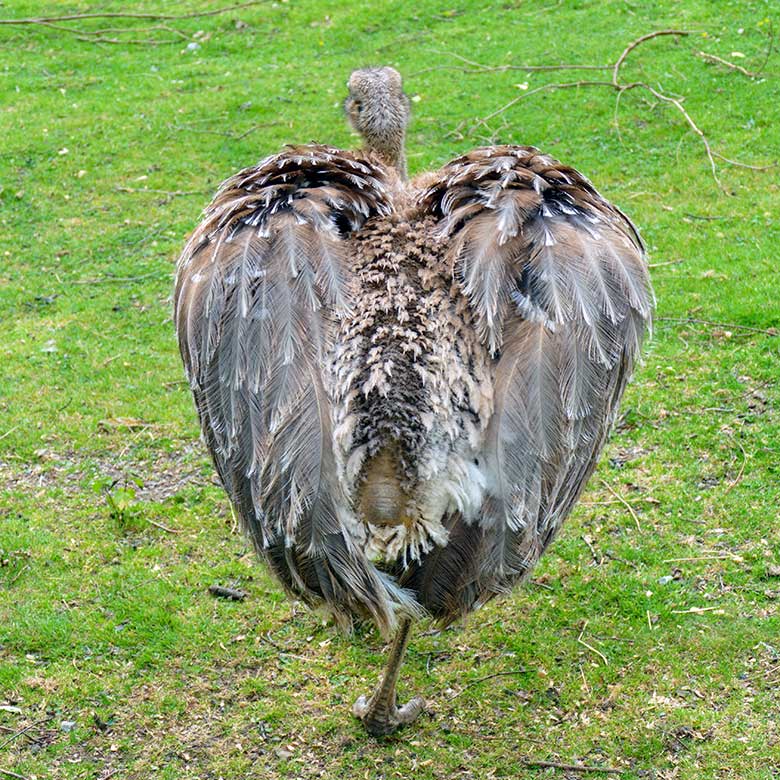 Darwin-Nandu-Hahn am 25. Juli 2022 auf der Patagonien-Anlage im Zoologischen Garten Wuppertal