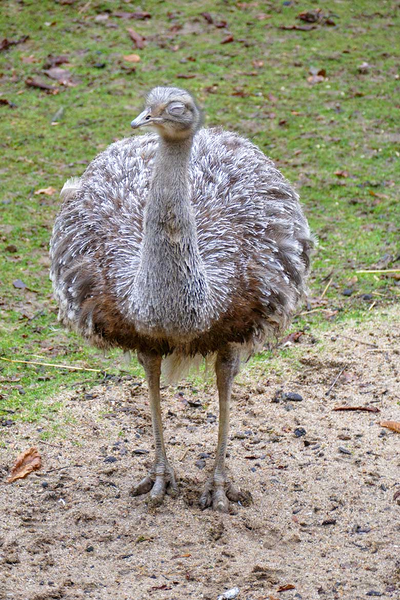 Männlicher Darwin-Nandu am 20. Dezember 2022 auf der Patagonien-Anlage im Wuppertaler Zoo