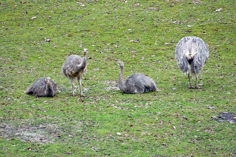 Drei Darwin-Nandu-Hennen und der Darwin-Nandu-Hahn am 28. Dezember 2022 auf der Patagonien-Anlage im Wuppertaler Zoo