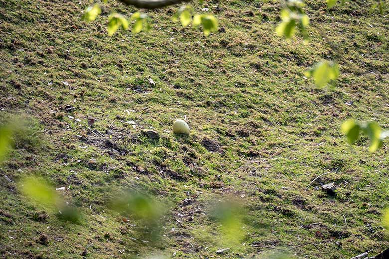 Darwin-Nandu-Ei am 11. April 2025 auf der Patagonien-Anlage im Zoo Wuppertal