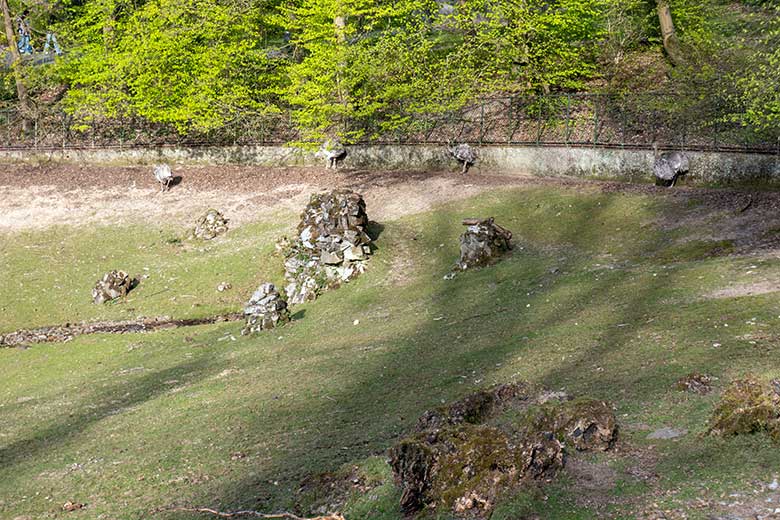 Vier Wuppertaler Darwin-Nandus am 11. April 2025 auf der Patagonien-Anlage im Zoo Wuppertal