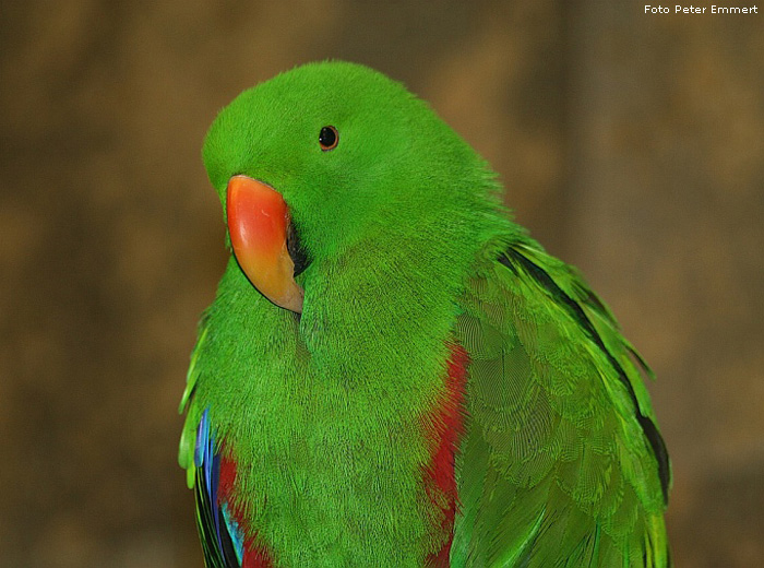 Männlicher Neuguinea-Edelpapagei im Wuppertaler Zoo im Dezember 2006 (Foto Peter Emmert)