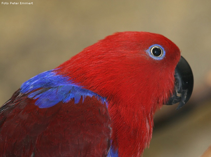 Weiblicher Neuguinea-Edelpapagei im Wuppertaler Zoo im März 2007 (Foto Peter Emmert)