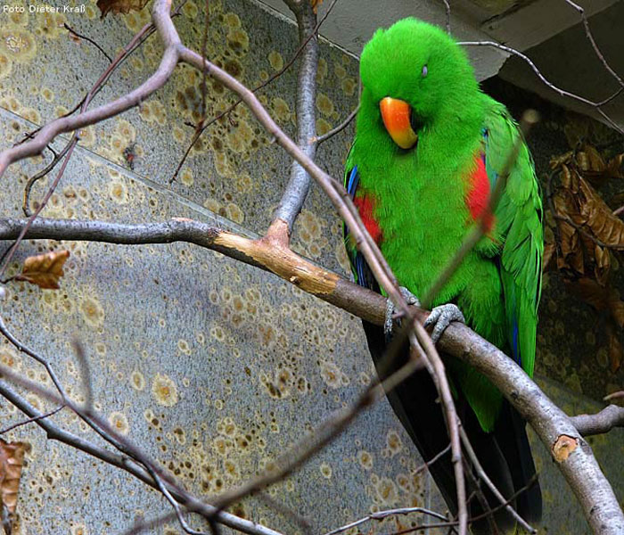 Männlicher Neuguinea-Edelpapagei im Wuppertaler Zoo im Februar 2008 (Foto Dieter Kraß)