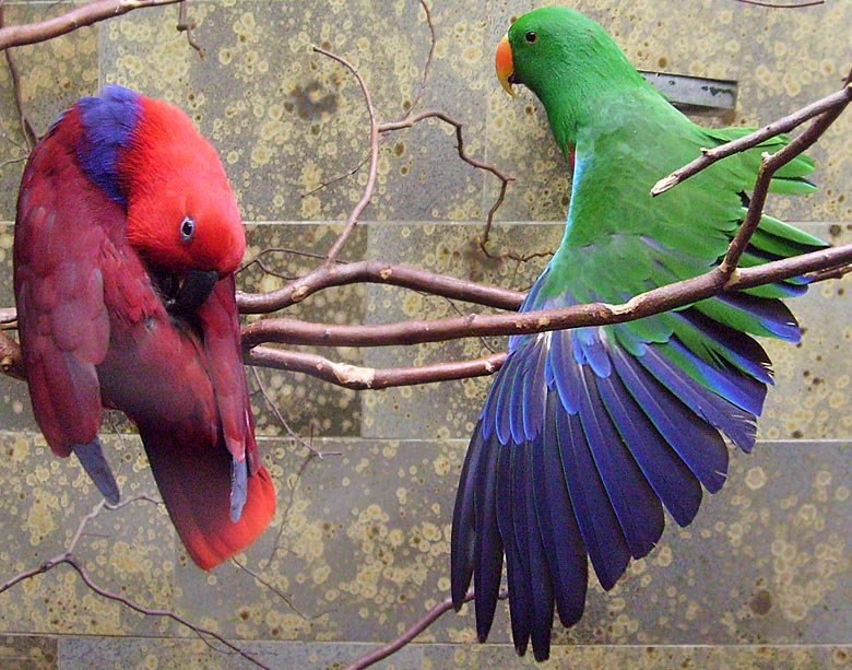 Neuguinea-Edelpapageien im Zoologischen Garten Wuppertal im März 2009