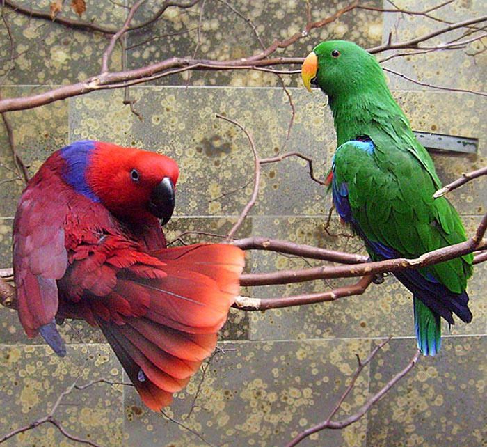 Neuguinea-Edelpapageien im Wuppertaler Zoo im März 2009