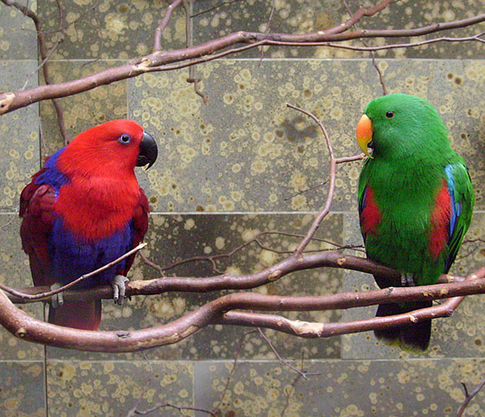 Neuguinea-Edelpapageien (Eclectus roratus polychloros) im Wuppertaler Zoo im März 2009
