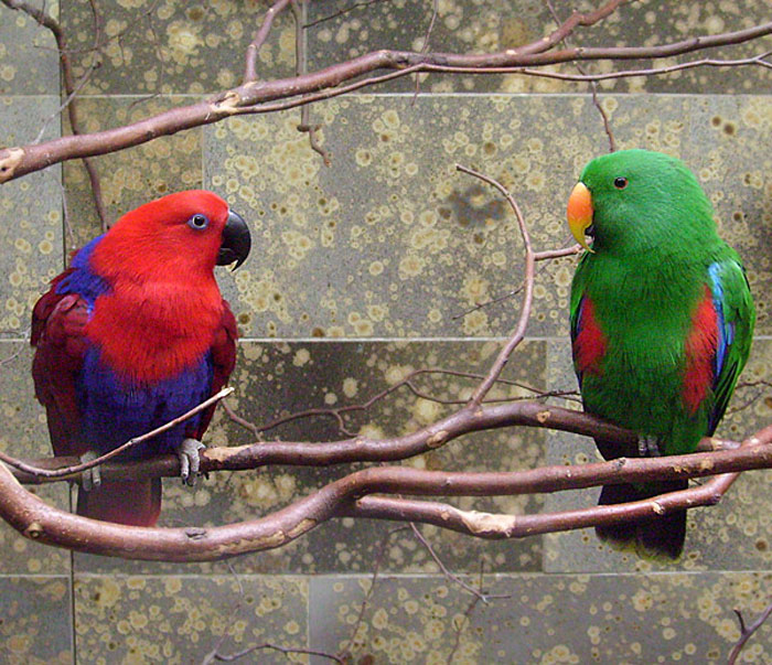 Neuguinea-Edelpapageien (Eclectus roratus polychloros) im Wuppertaler Zoo im März 2009