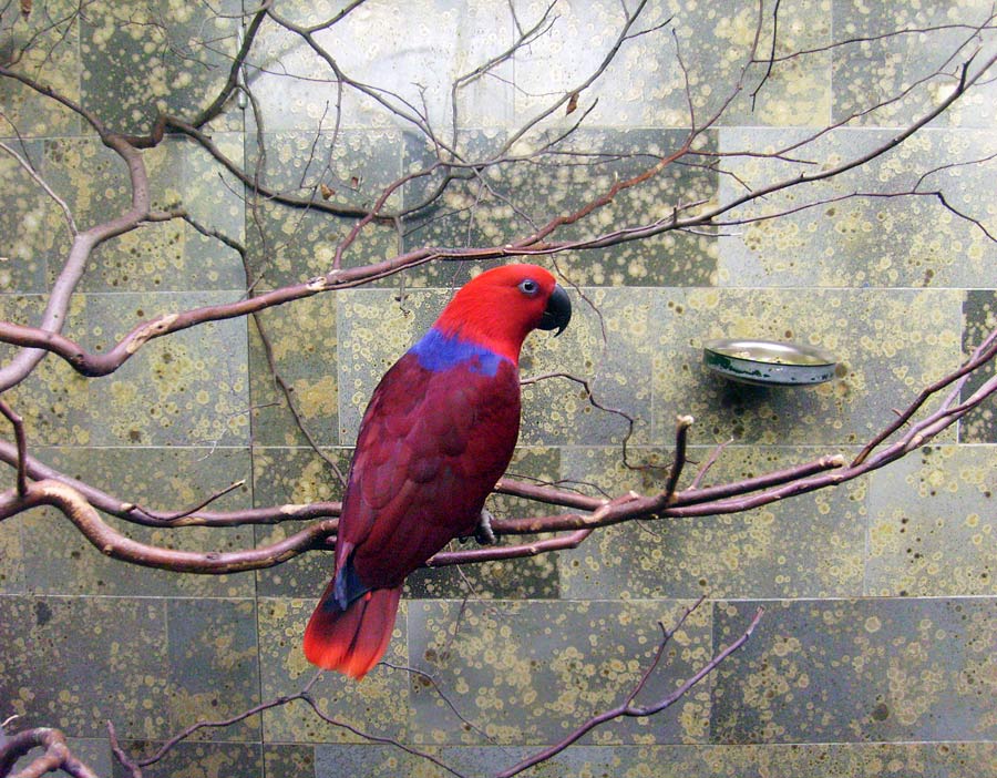 Weiblicher Neuguinea-Edelpapagei im Zoo Wuppertal im Januar 2010