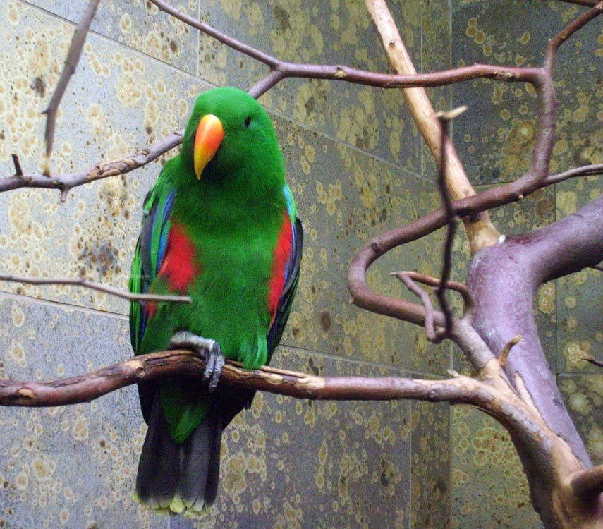 Männlicher Neuguinea-Edelpapagei im Zoologischen Garten Wuppertal im Januar 2010