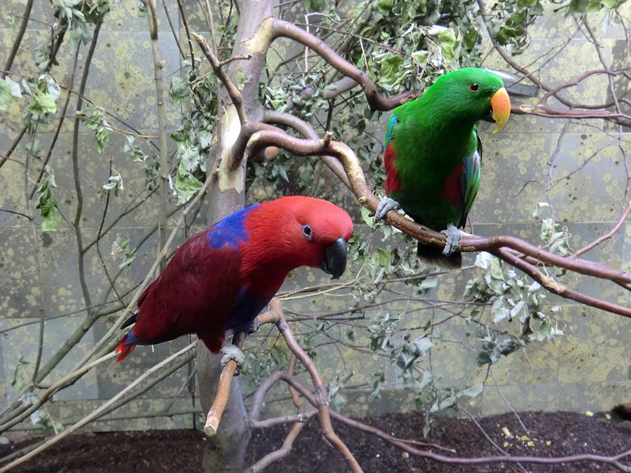 Neuguinea-Edelpapageien im Zoologischen Garten Wuppertal im Juni 2011