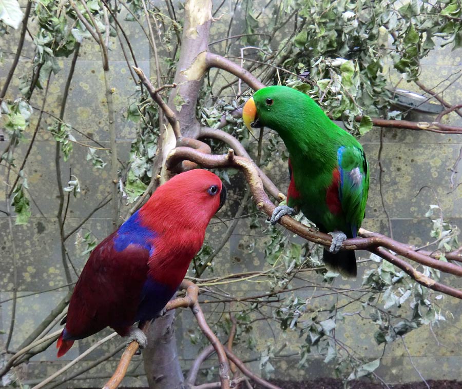 Neuguinea-Edelpapageien im Wuppertaler Zoo im Juni 2011