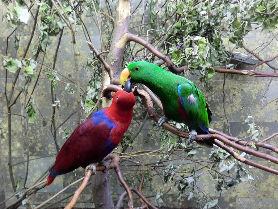 Neuguinea-Edelpapageien im Zoologischen Garten Wuppertal im Juni 2011