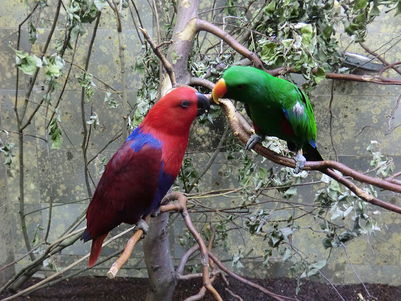 Neuguinea-Edelpapageien im Wuppertaler Zoo im Juni 2011