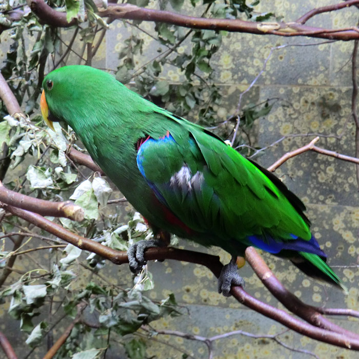 Männlicher Neuguinea-Edelpapagei im Wuppertaler Zoo im Juni 2011