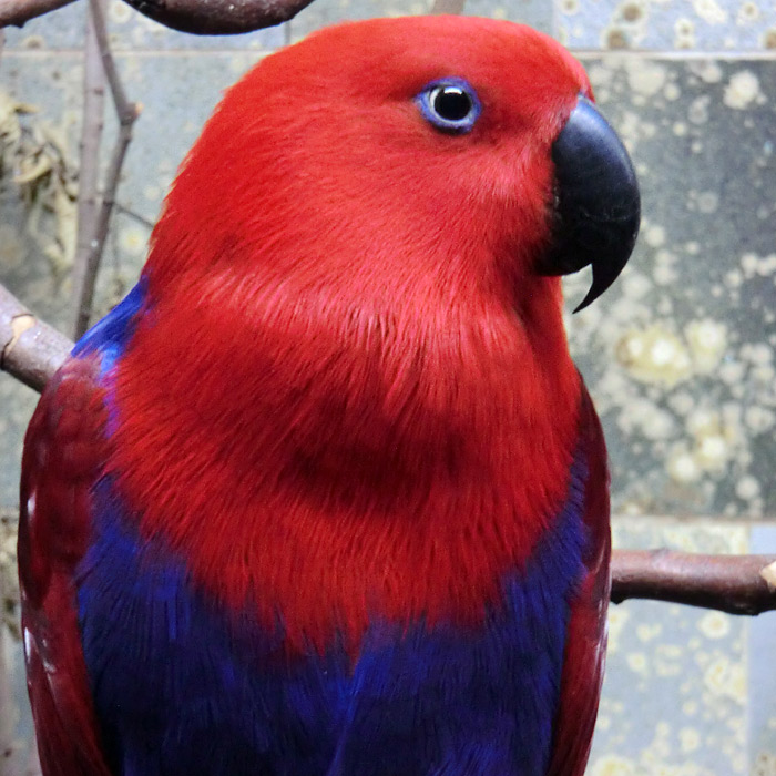 Weiblicher Neuguinea-Edelpapagei im Wuppertaler Zoo im November 2012