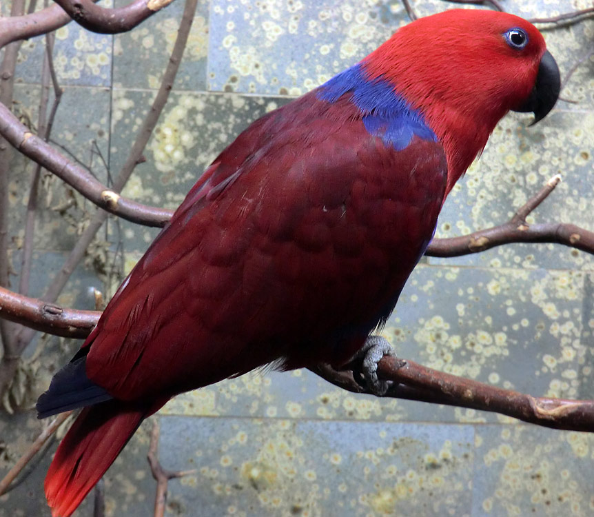 Weiblicher Neuguinea-Edelpapagei im Wuppertaler Zoo im November 2012