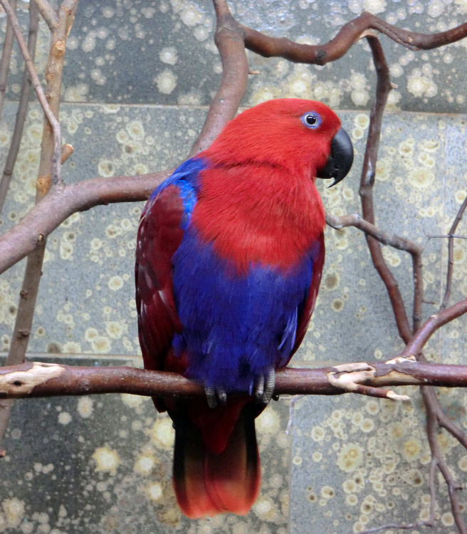 Weiblicher Neuguinea-Edelpapagei im Zoo Wuppertal im November 2012