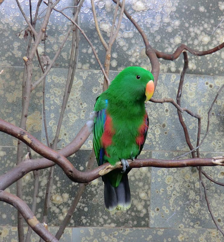 Neuguinea-Edelpapagei im Zoologischen Garten Wuppertal im November 2012