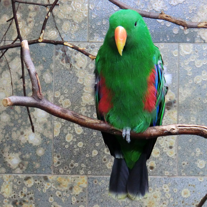 Männlicher Neuguinea-Edelpapagei im Wuppertaler Zoo im April 2013