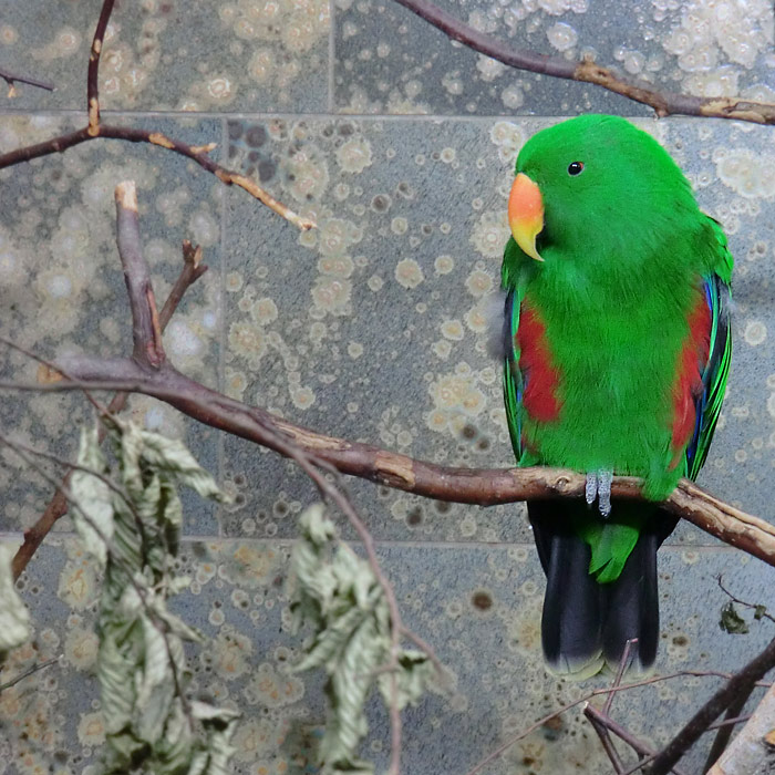 Männlicher Neuguinea-Edelpapagei im Wuppertaler Zoo im Juni 2013