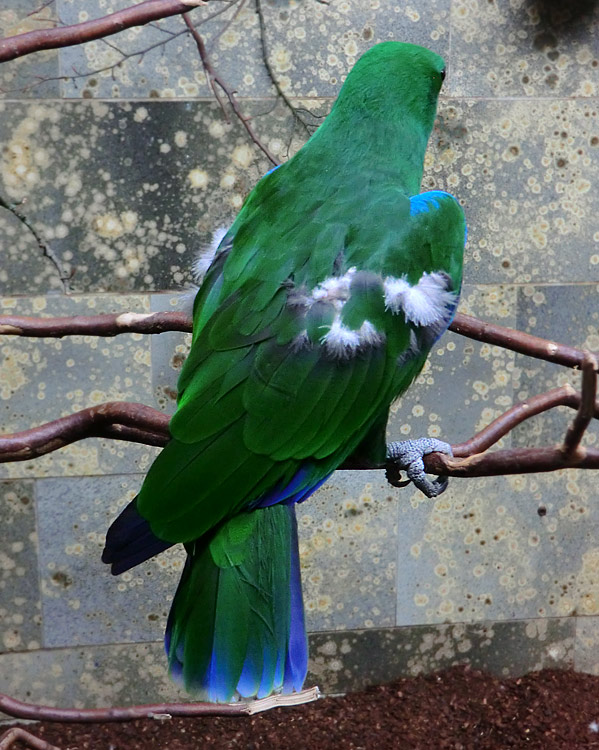 Männlicher Neuguinea-Edelpapagei im Zoologischen Garten Wuppertal im Dezember 2013