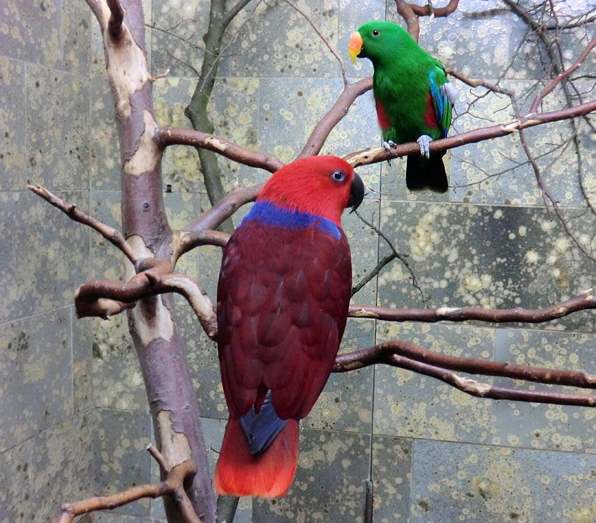 Neuguinea-Edelpapageien im Zoologischen Garten Wuppertal im Dezember 2013