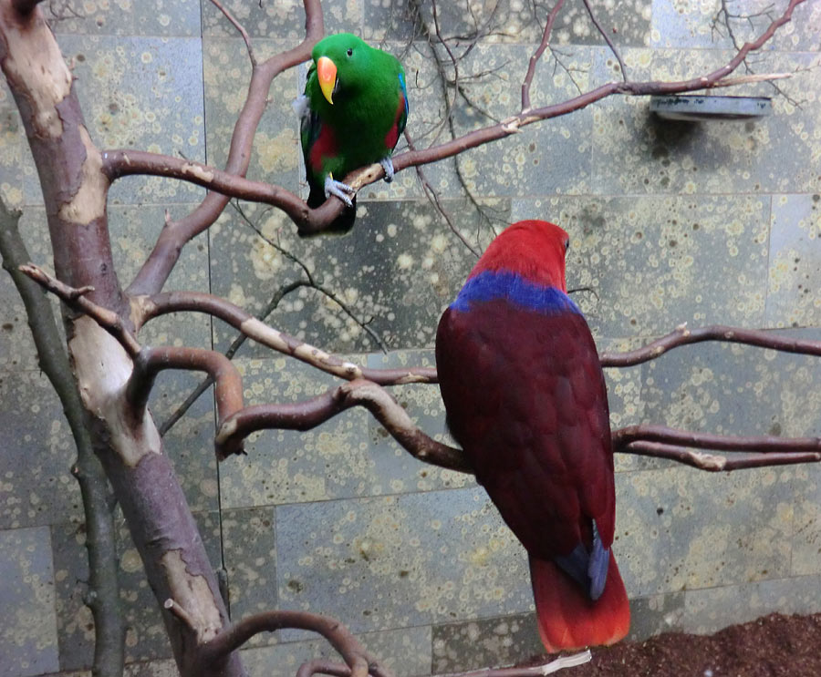 Neuguinea-Edelpapagei Pärchen im Wuppertaler Zoo im Dezember 2013