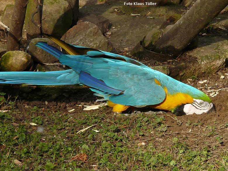 Neugieriger Gelbbrustara im Boden statt in der Luft am 20. November 2009 auf der Außenanlage im Zoologischen Garten Wuppertal (Foto Klaus Tüller)