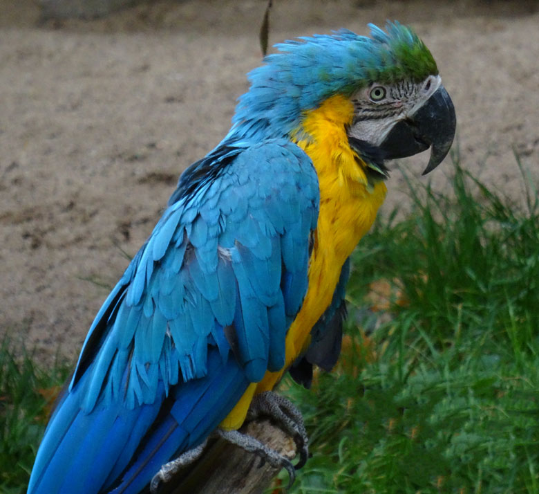 Gelbbrustara am 18. Oktober 2015 im Zoologischen Garten der Stadt  Wuppertal