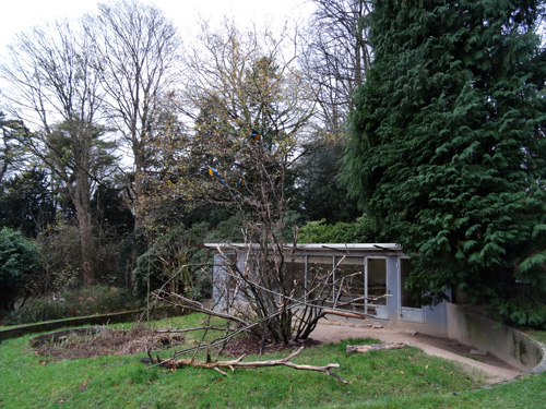 Drei Gelbbrustaras am 21. November 2015 im Grünen Zoo Wuppertal