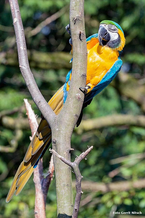 Gelbbrustara im Wuppertaler Zoo im April 2016 (Foto Gerrit Nitsch)