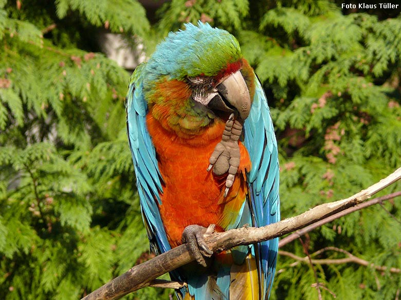 Ara-Hybrid (Gelbbrustara x Grünflügelara) am 20. November 2009 auf der Außenanlage im Wuppertaler Zoo (Foto Klaus Tüller)