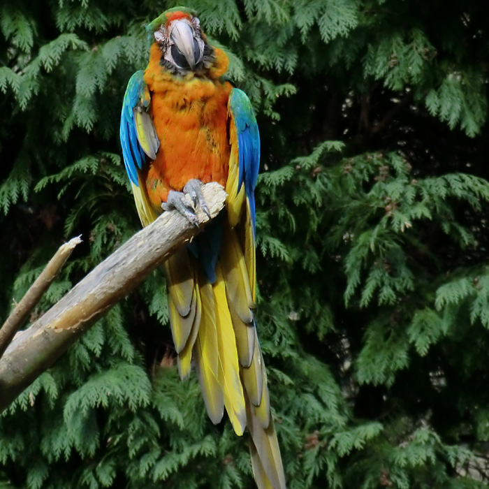 Ara-Hybrid im Wuppertaler Zoo im März 2012