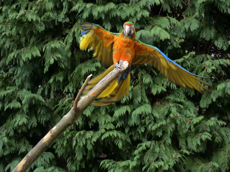 Ara-Hybrid im Zoologischen Garten Wuppertal am 9. März 2012