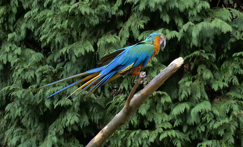 Ara-Hybrid im Wuppertaler Zoo am 9. März 2012