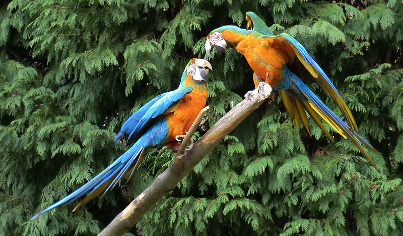 Ara-Hybriden im Zoo Wuppertal am 9. März 2012