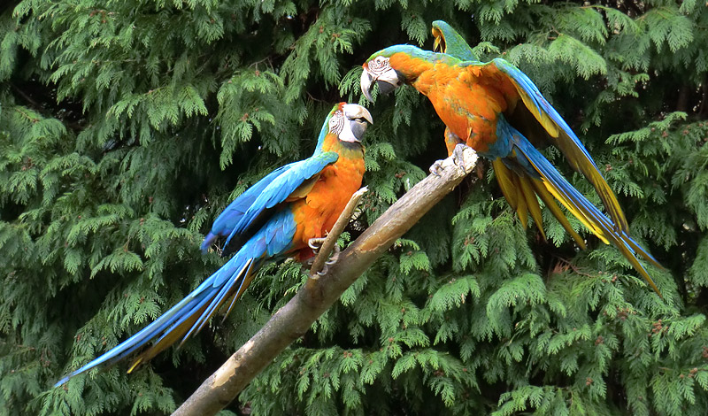 Ara-Hybriden im Zoo Wuppertal am 9. März 2012