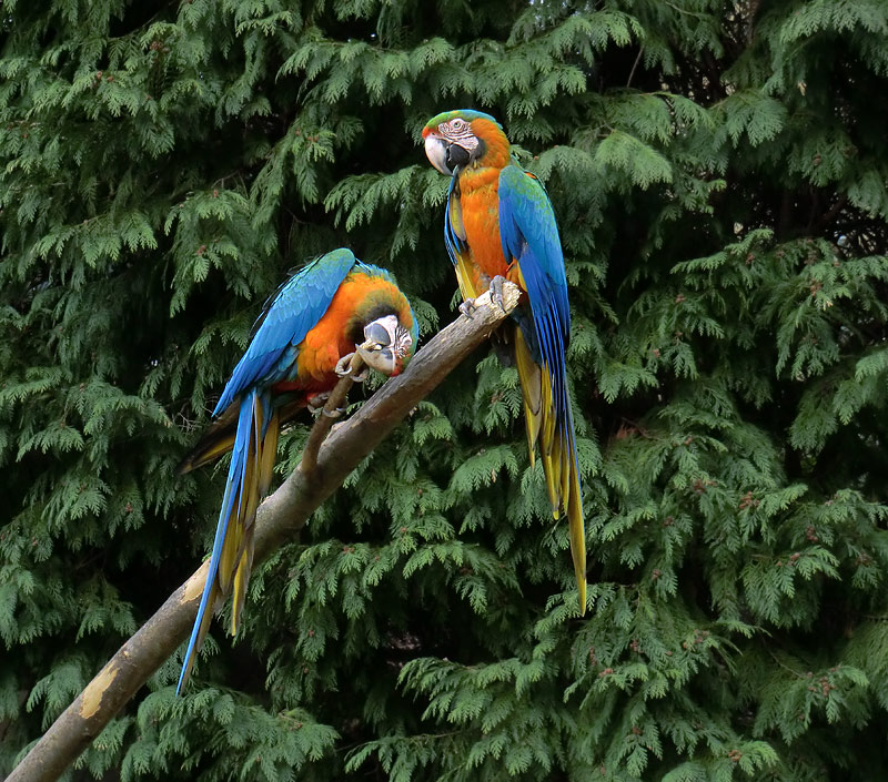 Ara-Hybriden im Zoologischen Garten Wuppertal am 9. März 2012