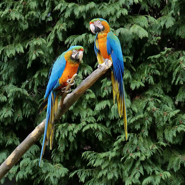 Ara-Hybriden im Wuppertaler Zoo am 9. März 2012