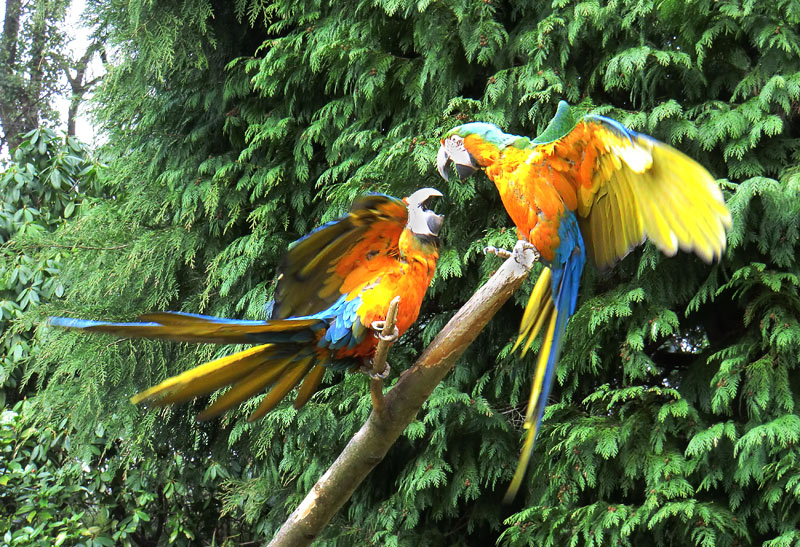 Ara-Hybriden im Zoologischen Garten Wuppertal am 9. März 2012