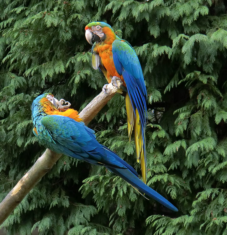 Ara-Hybriden im Wuppertaler Zoo am 9. März 2012