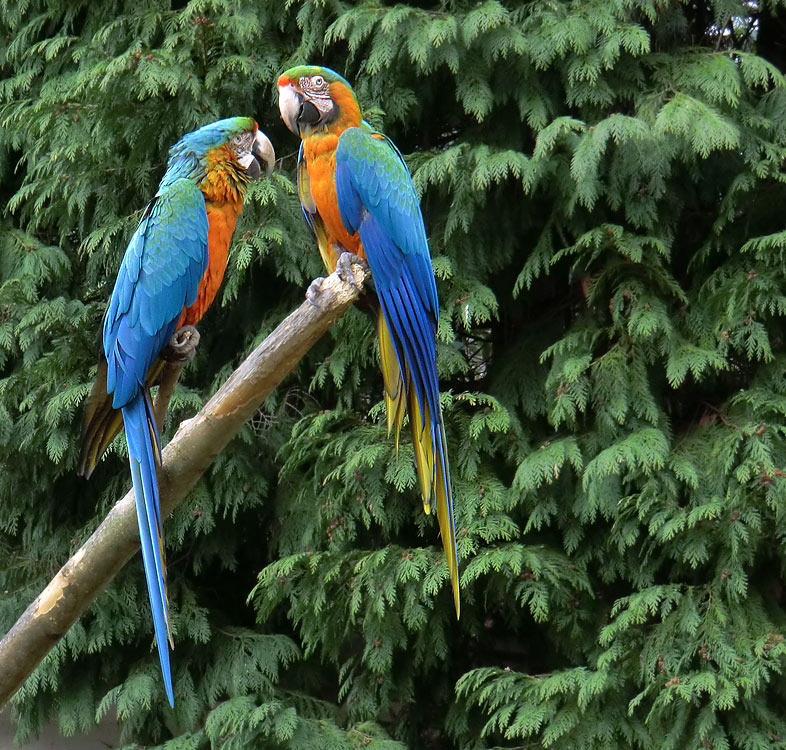 Ara-Hybriden im Zoologischen Garten Wuppertal am 9. März 2012